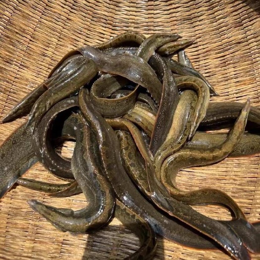 沙鳅，刺鳅农村河鱼江鱼水产批发土货鱼虾