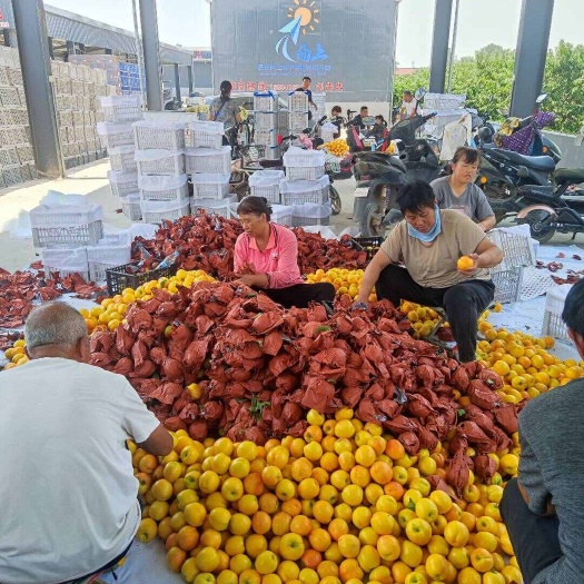 山西油桃基地，新鲜黄金油桃，黄金蜜，大量上市脆甜多汁价格实惠