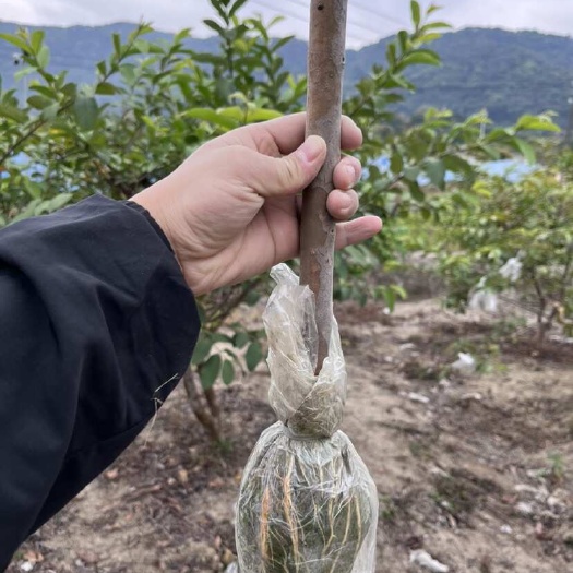 广州广州 胭脂红番石榴高压苗 一物一拍当年结果 不活包补发包对版