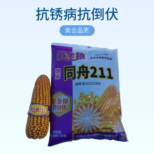 赛金粮同舟211玉米种国审白轴大穗