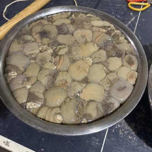 海葵青岛
