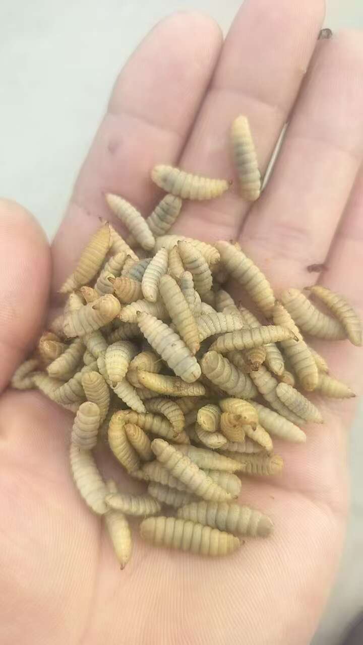 纯干蒸煮速冻黑水虻养殖户的好选择