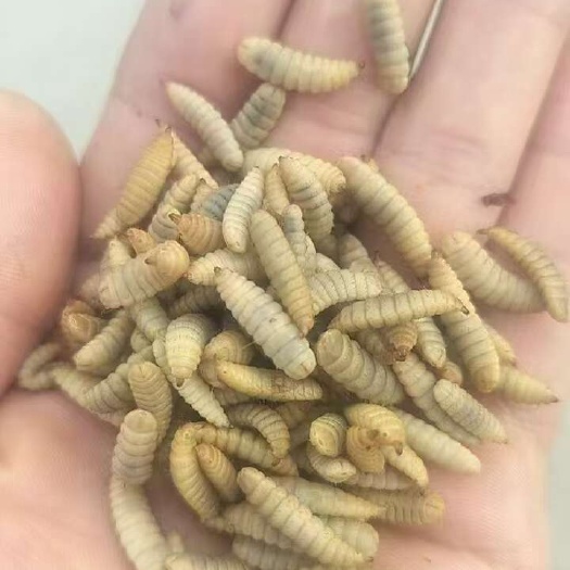 临邑县纯干蒸煮速冻黑水虻养殖户的好选择