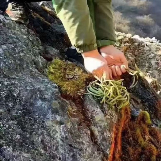 小金县原色无熏肾精茶又名化石草
