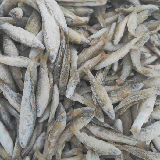 长沙县单冻麦穗