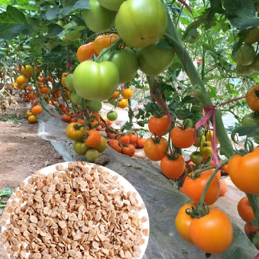 番茄种子，黄果番茄种子，大果番茄种子