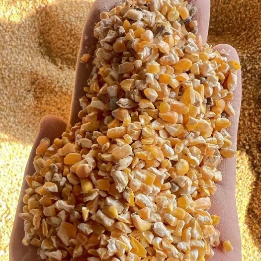 南京碎玉米，玉米碎，净粮碎玉米，养殖玉米