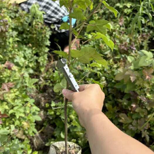 奉新县枫香杯苗