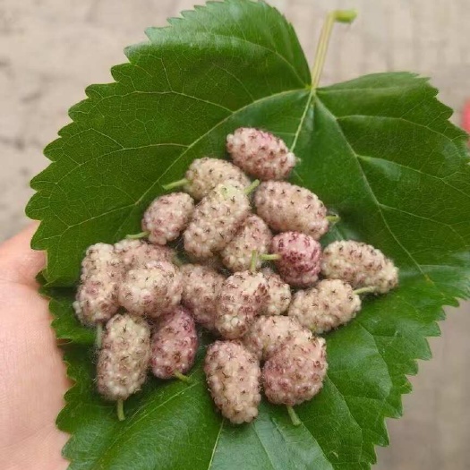 夏津县桑葚正当季 童年小时候的味道 自家种植 现摘现发