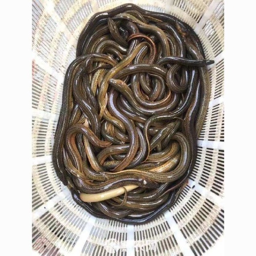 桂林广西土黄鳝，泥鳅淡水鱼虾水产批发
