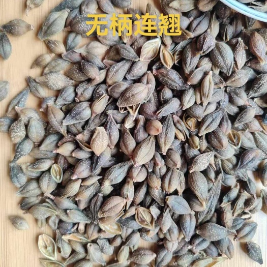 安国市无柄连翘