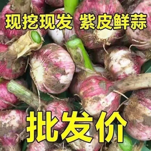 聊城紫皮蒜，把子蒜
