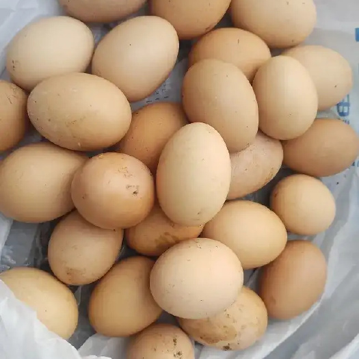 重庆市土鸡蛋