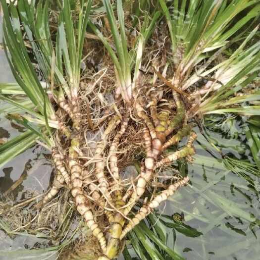 阳新县红心宽叶石菖蒲苗野生新鲜现发石菖蒲苗优质
