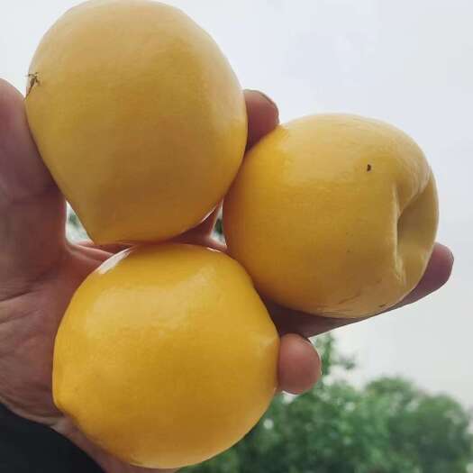 蒙阴县现摘山东蒙阴纯甜黄金蜜油桃现货产地直发支持一件代发