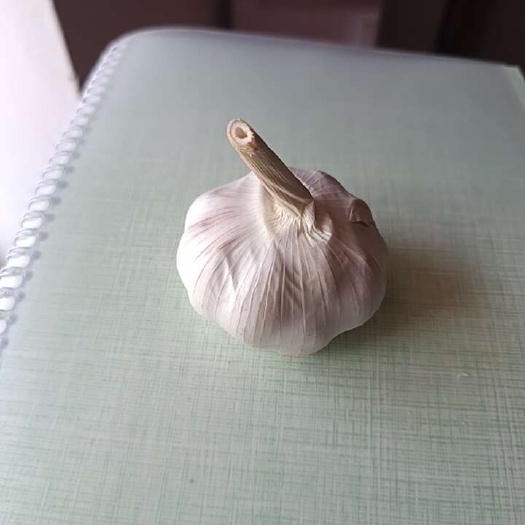 丰县2025年尝鲜！徐州大蒜饱满多汁，蒜香刺激味蕾