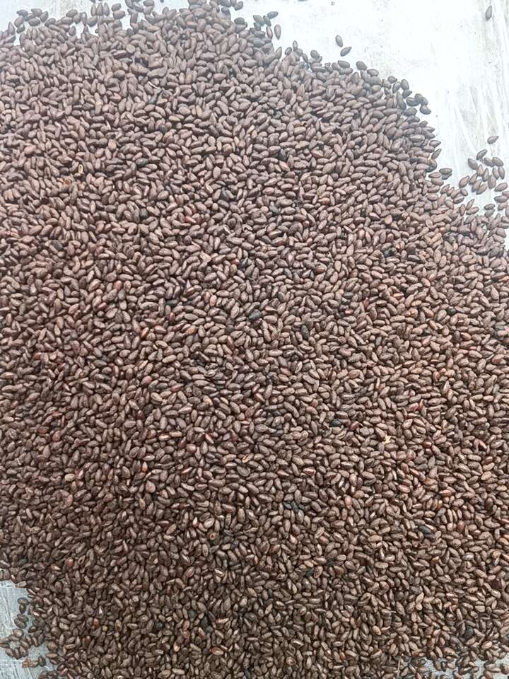 河南郑州优质香油芝麻批发 好原料好味道