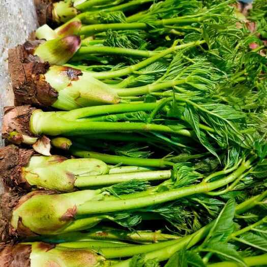 临夏县乌龙头作为一种天然、健康的山野菜，不仅具有丰富的营养价值