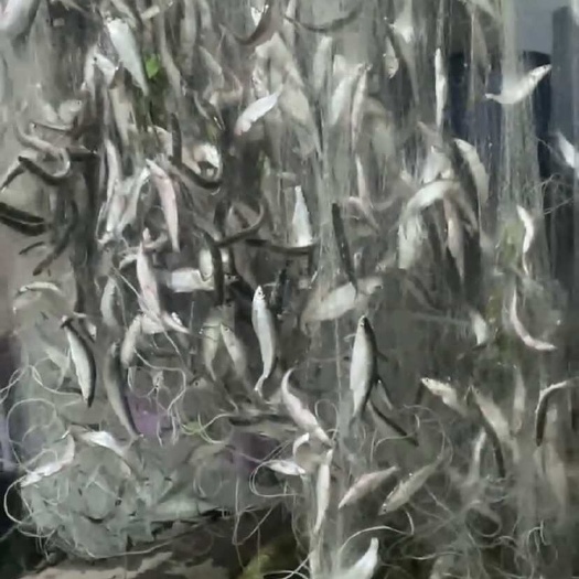 德庆县有西江白条，可代收，有兴趣来，广东附近，