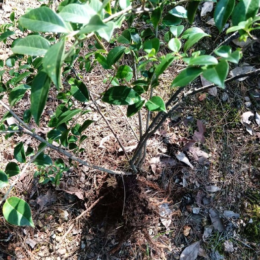 阳新县乌饭树苗南烛子苗庭院绿植现挖现发新鲜乌饭树苗小苗大苗