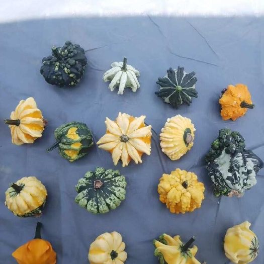 墨西哥葫芦
