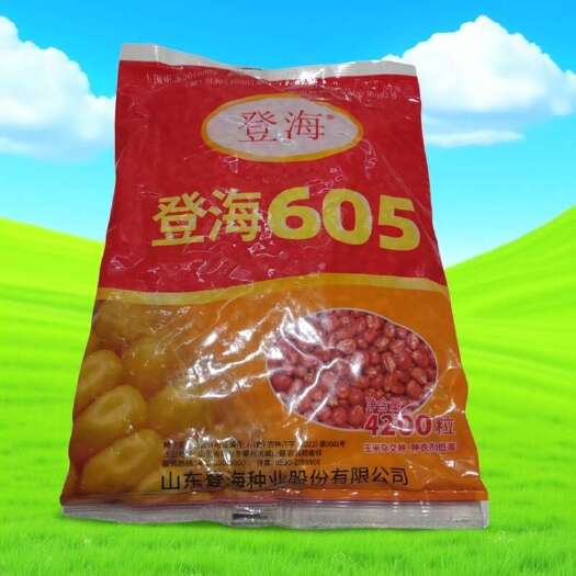 登海605玉米种红轴大穗抗倒抗