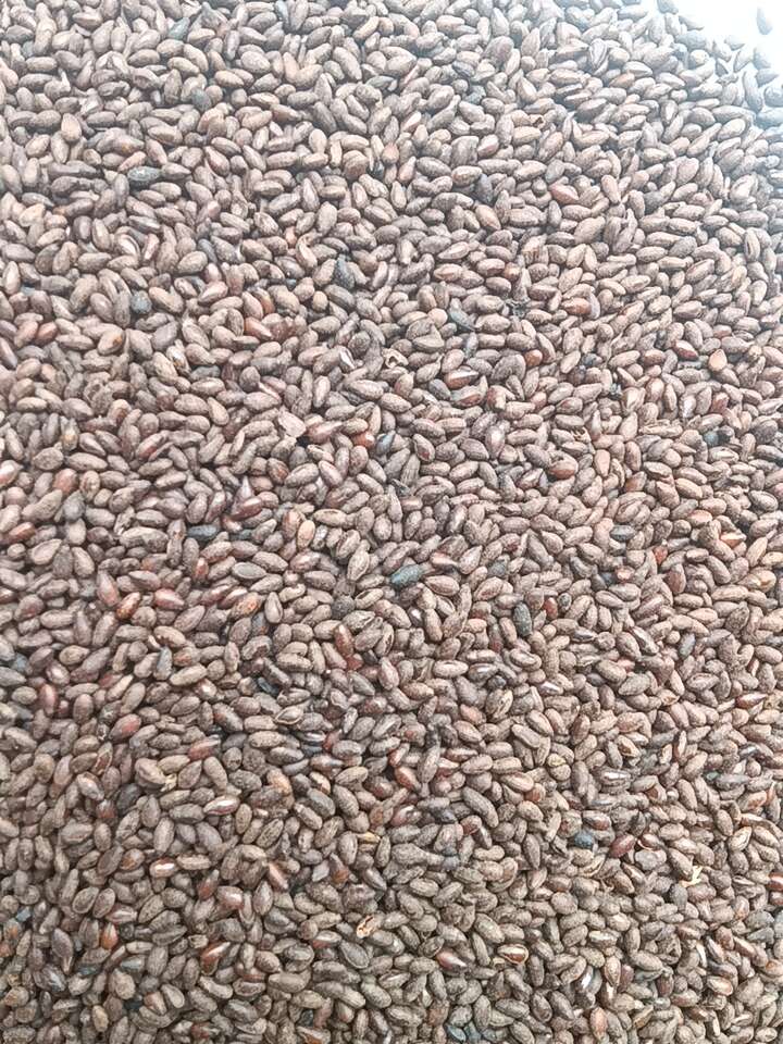 河南郑州优质香油芝麻批发 好原料好味道