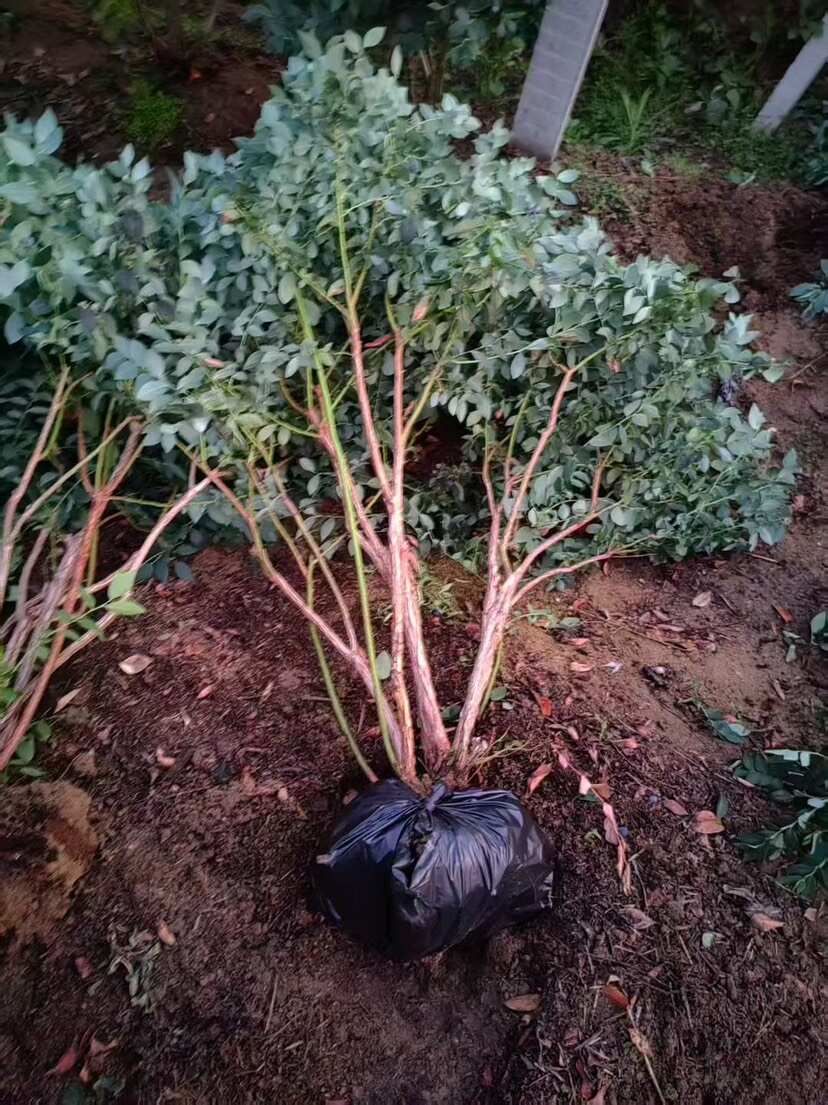 沂水县山东临沂新鲜蓝莓苗 品质种苗基地直供