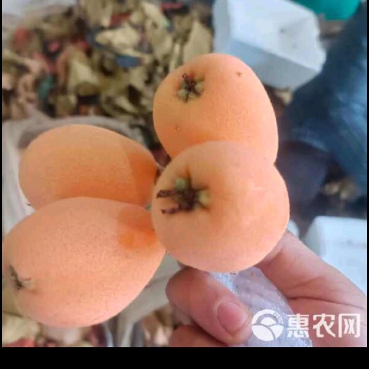 枇杷