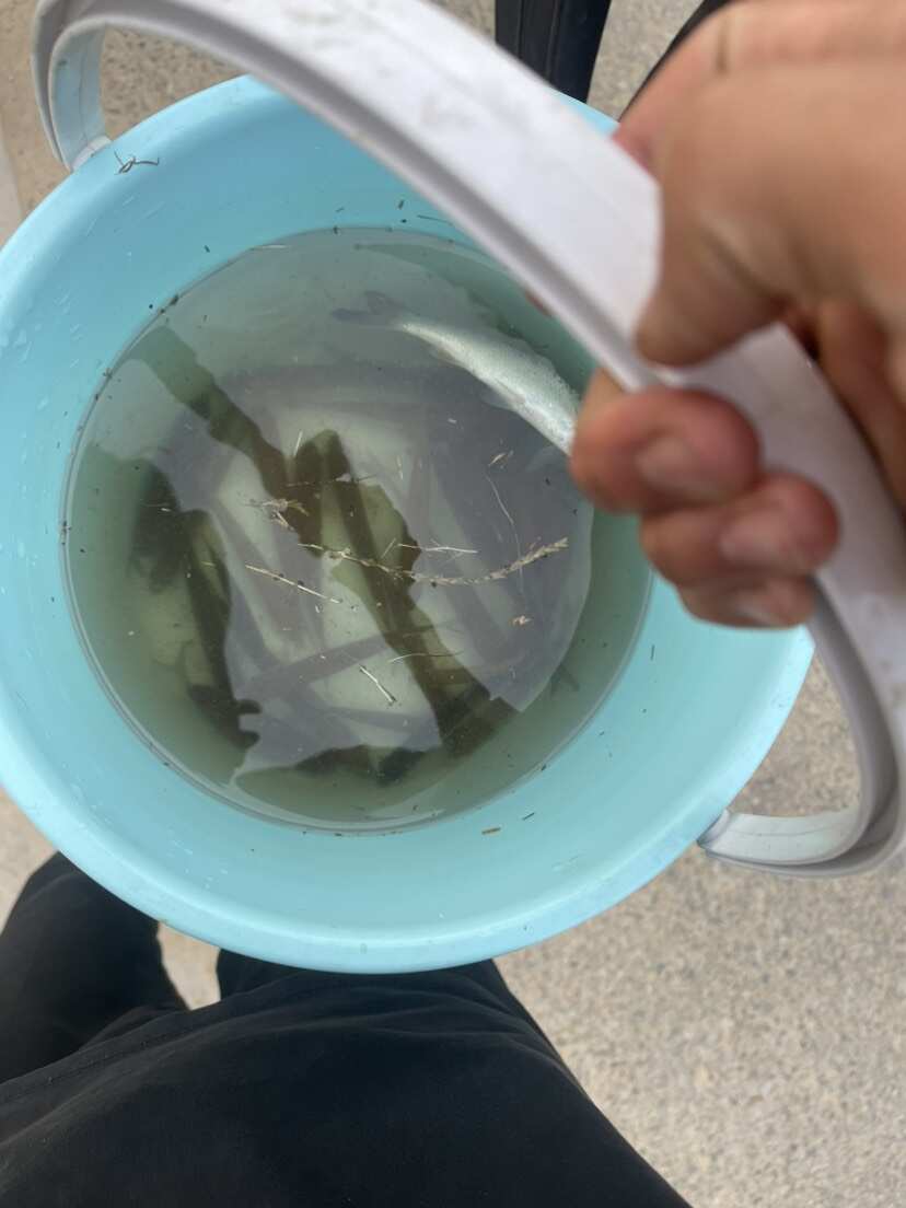 华子鱼 锡林浩特市水库活鱼