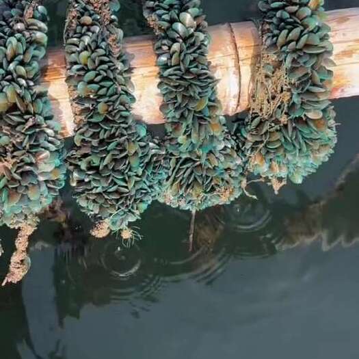 雷州市湛江本地青口苗，靓苗，货源充足，需要咨询了解