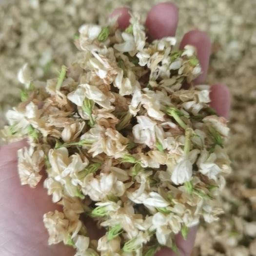 肇庆广西横县茉莉花干源头批发