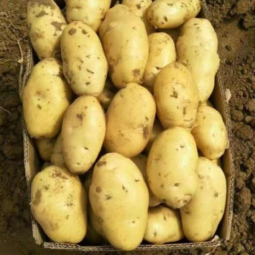 莒县荷兰十五土豆  黄皮黄心