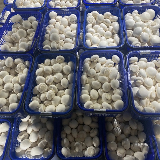 品质双孢菇工厂化种植A菇高货