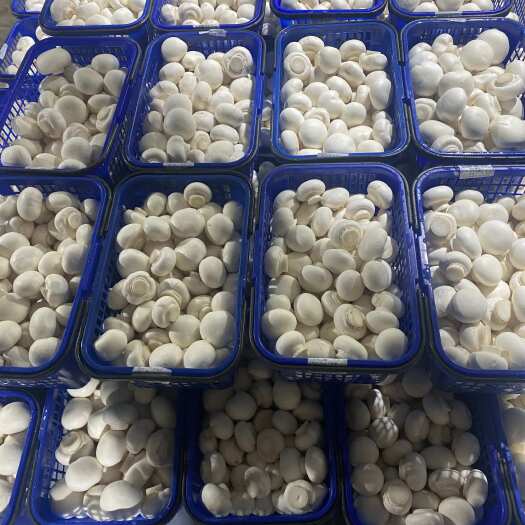 舞阳县品质双孢菇工厂化种植A菇高货