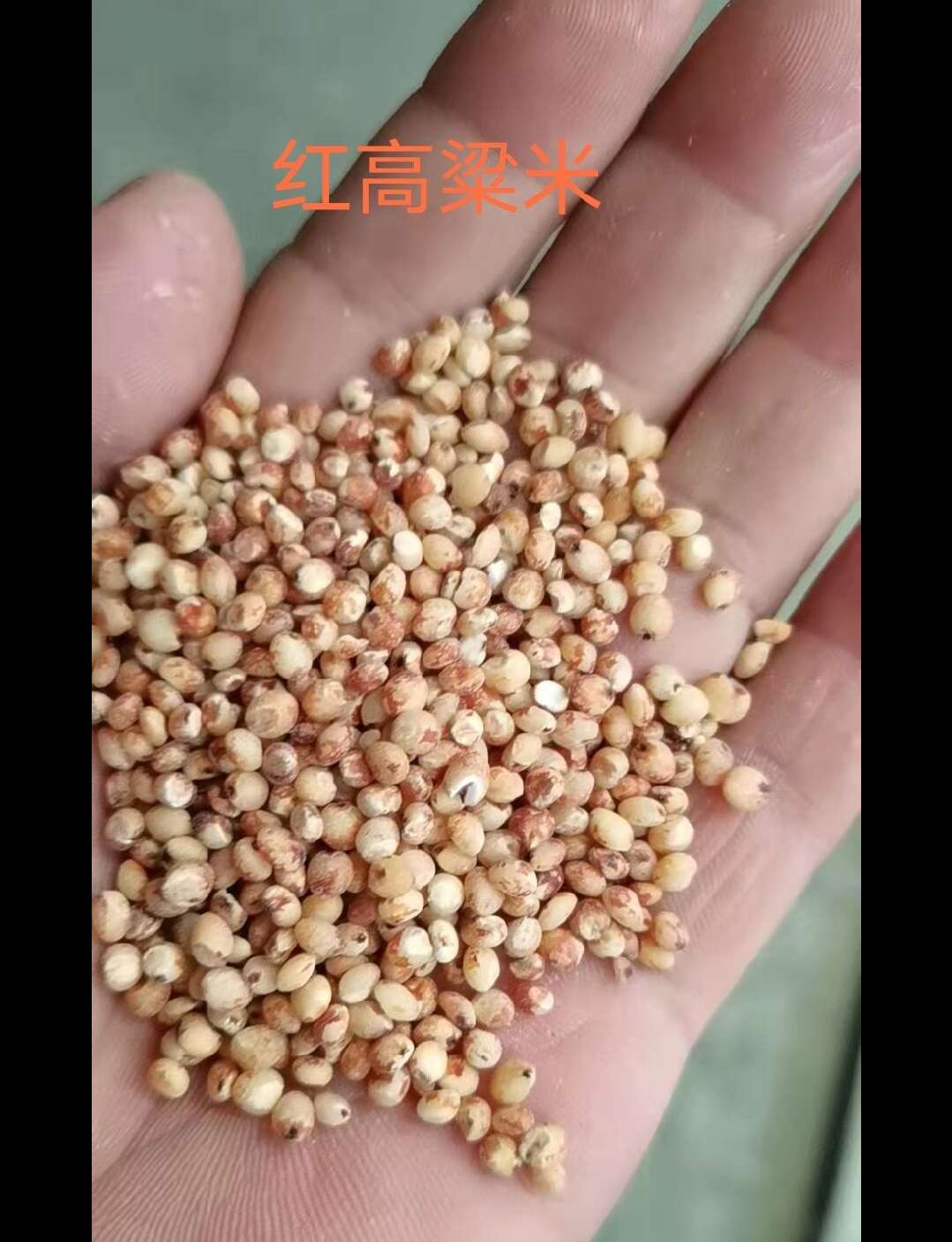 高粱米，黏高粱米，去壳，色选深加工，干净，粘糯清香，外观圆润