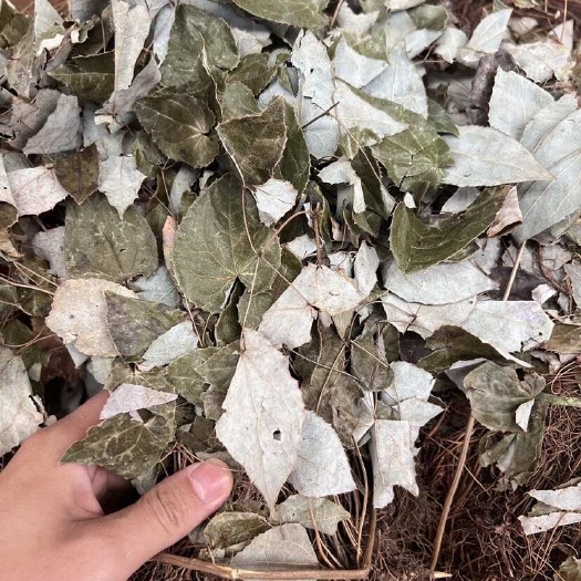 昆明淫羊藿 【整枝】非人工种植