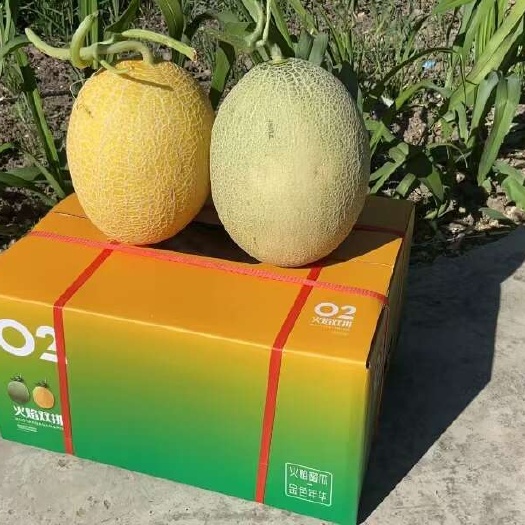 乌鲁木齐哈密瓜双拼
