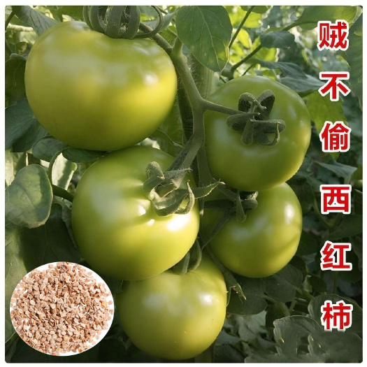 贼不偷番茄种子，绿番茄，大果番茄种子