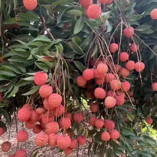 惠州要的话可以预定哦广东桂味哦