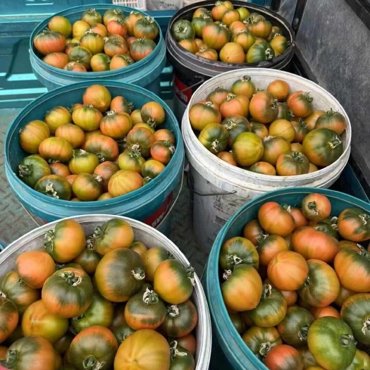 精品烟台海阳草莓柿子水果西红柿番茄当季新鲜茄果类蔬菜批发零售