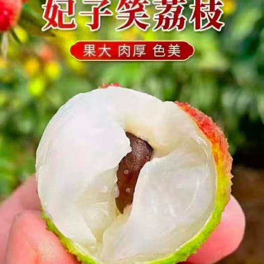 广东湛江廉江妃子笑荔枝 鲜红色精品果 有核果径2cm起
