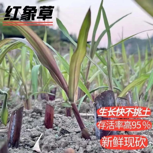正品无毛甜象草产量高耐寒巨菌草四季收割￼￼养殖动物必须草￼