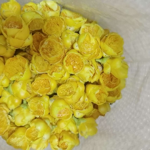 金花茶广西十万大山天然养生花茶散装批发