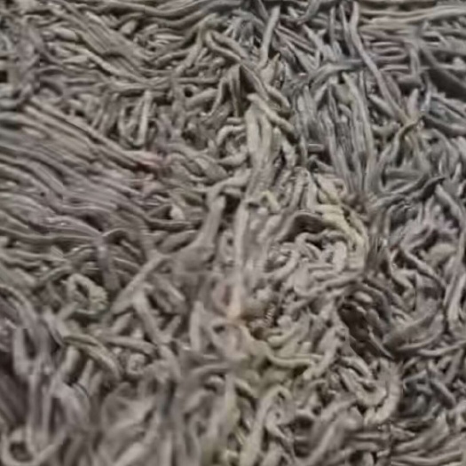 湖北仙桃新鲜蚯蚓 冰冻蚯蚓  批发供应 饲料用 worm