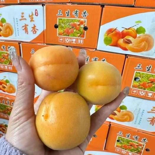 杏