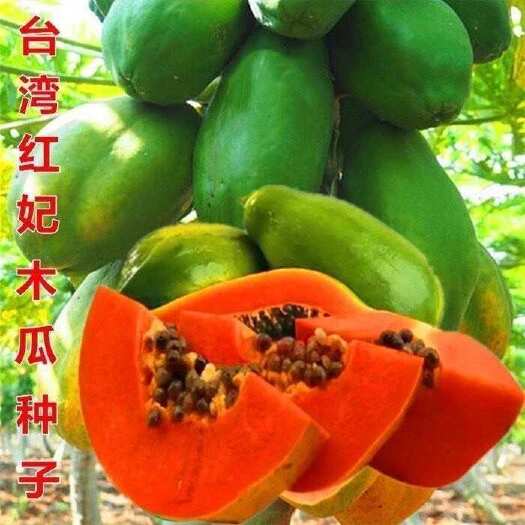 邵东市农友红妃红心木瓜种子籽种种籽红肉大田水果种孑