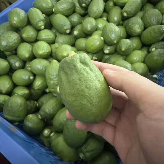 广州广东正宗无籽香水柠檬