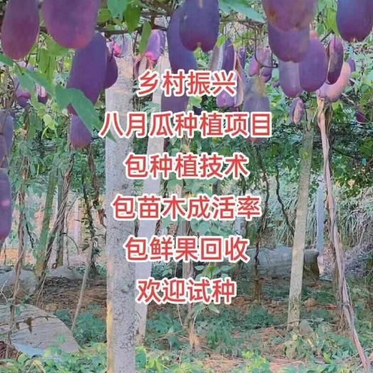 1棵试种推广无籽八月瓜苗丁社长营养袋发货四季种植电商代发