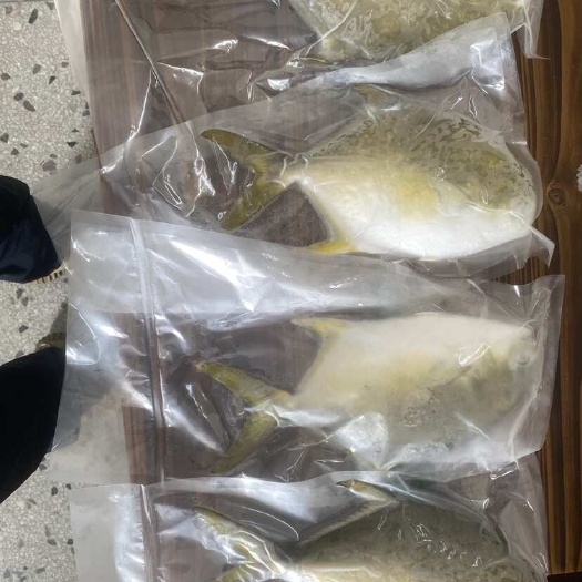 北部湾深海养殖金鲳鱼，活冻包冰锁鲜